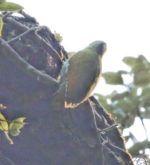 gråspett - ML646953957