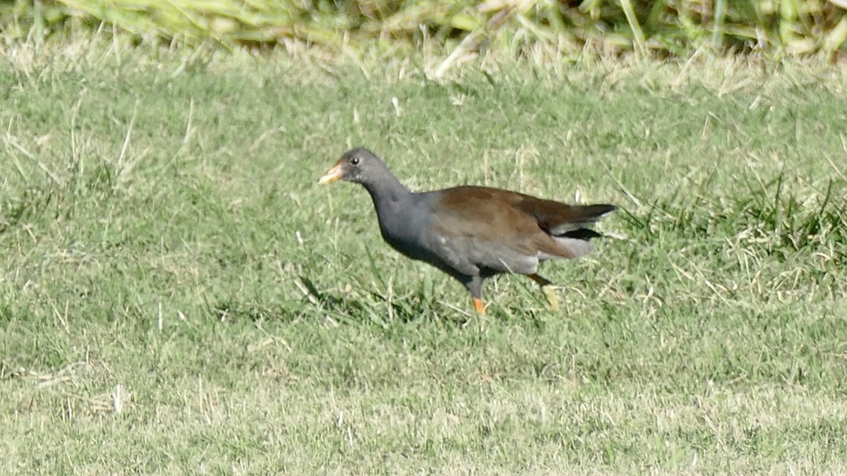 amerikasivhøne (sandvicensis) - ML646953958