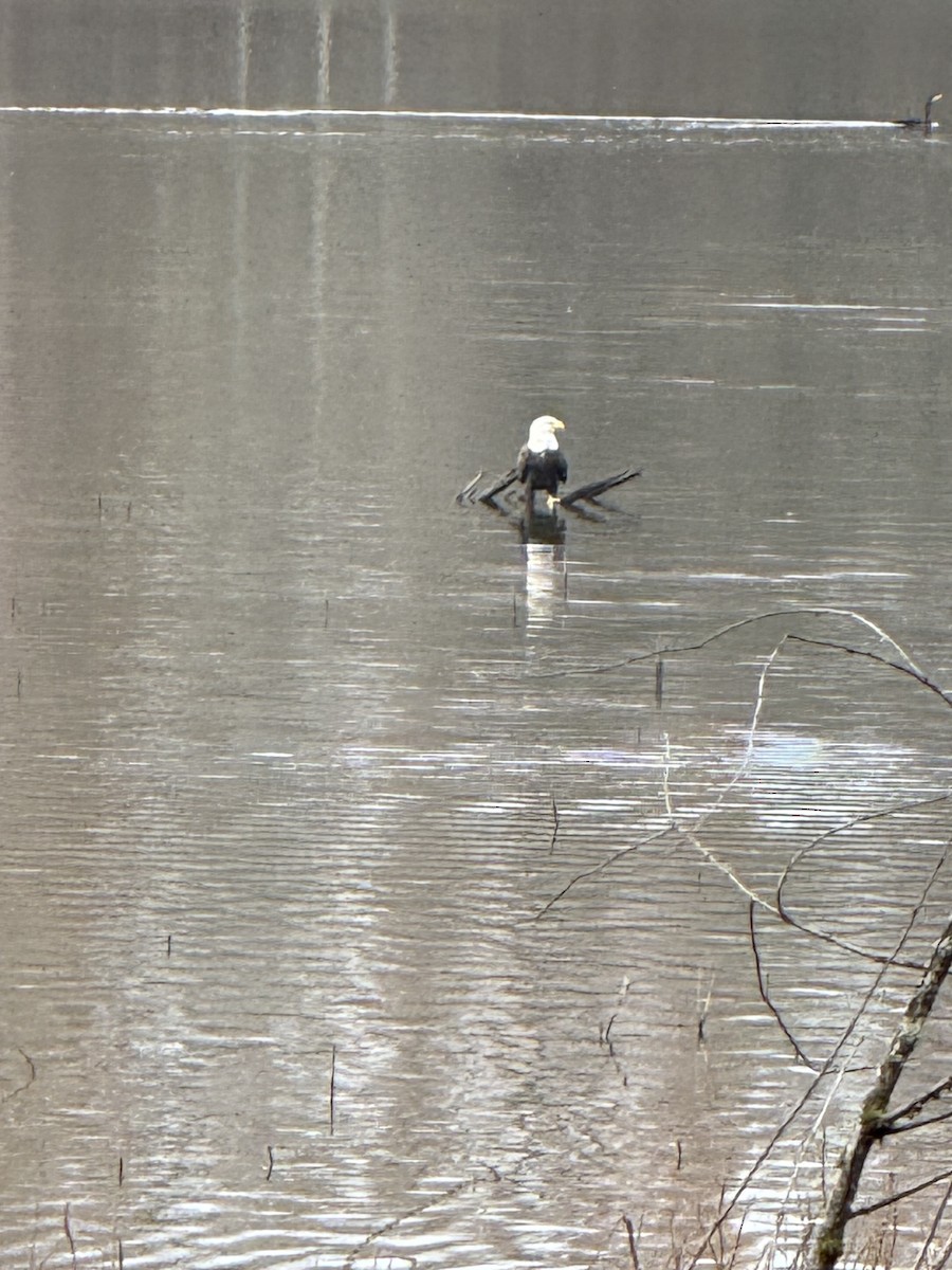 hvithodehavørn - ML646953959