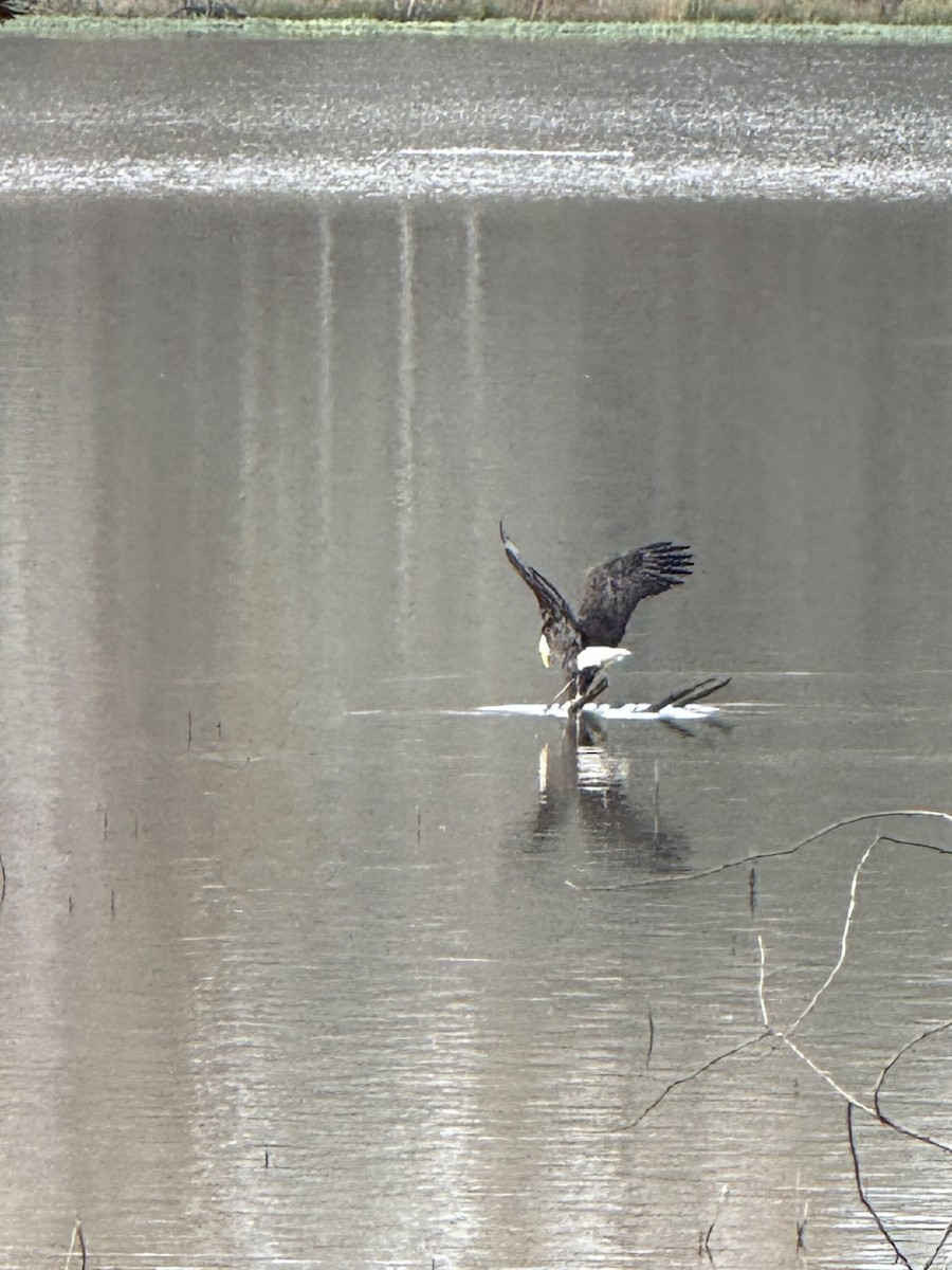 hvithodehavørn - ML646953960