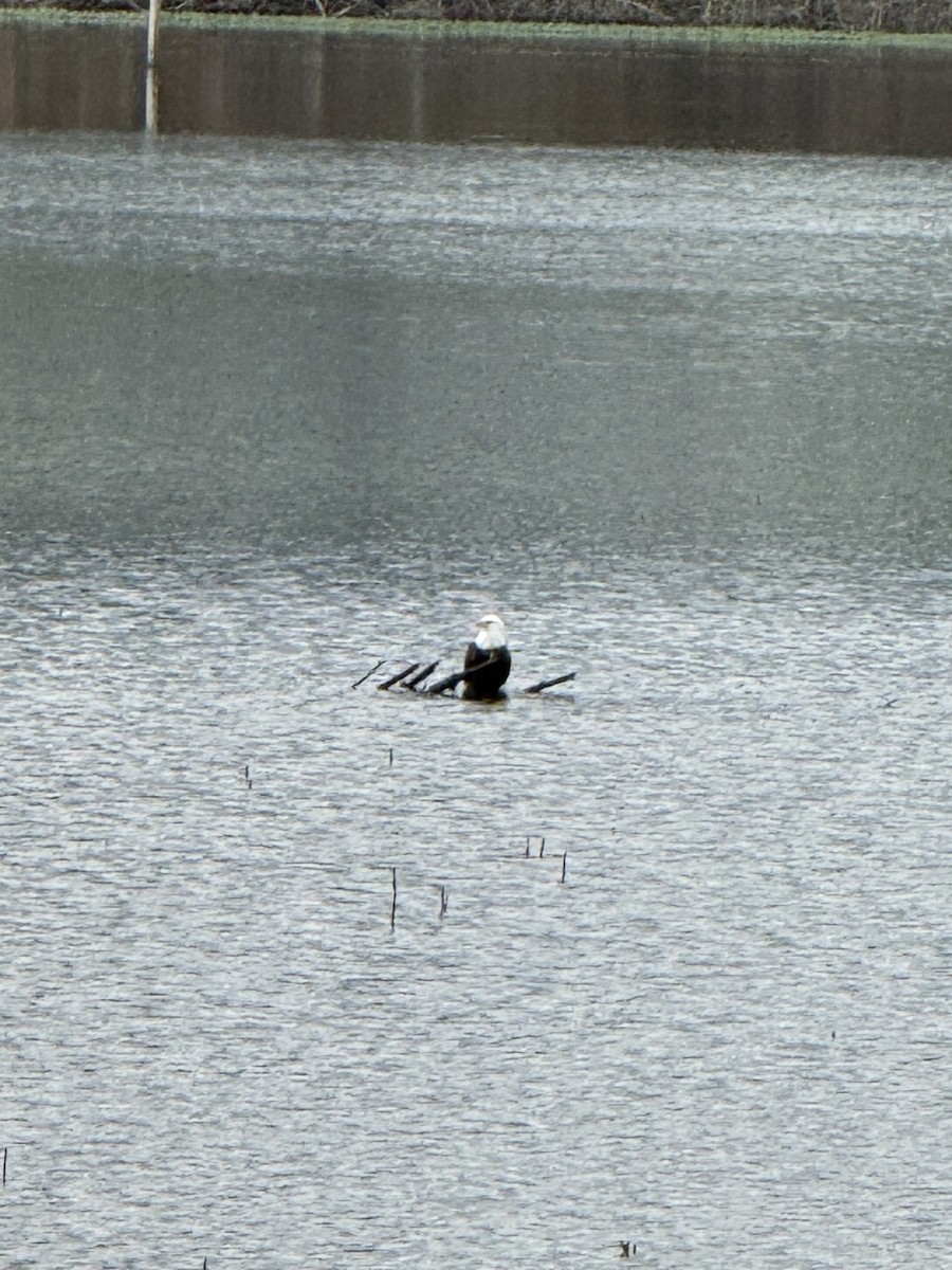 hvithodehavørn - ML646953961