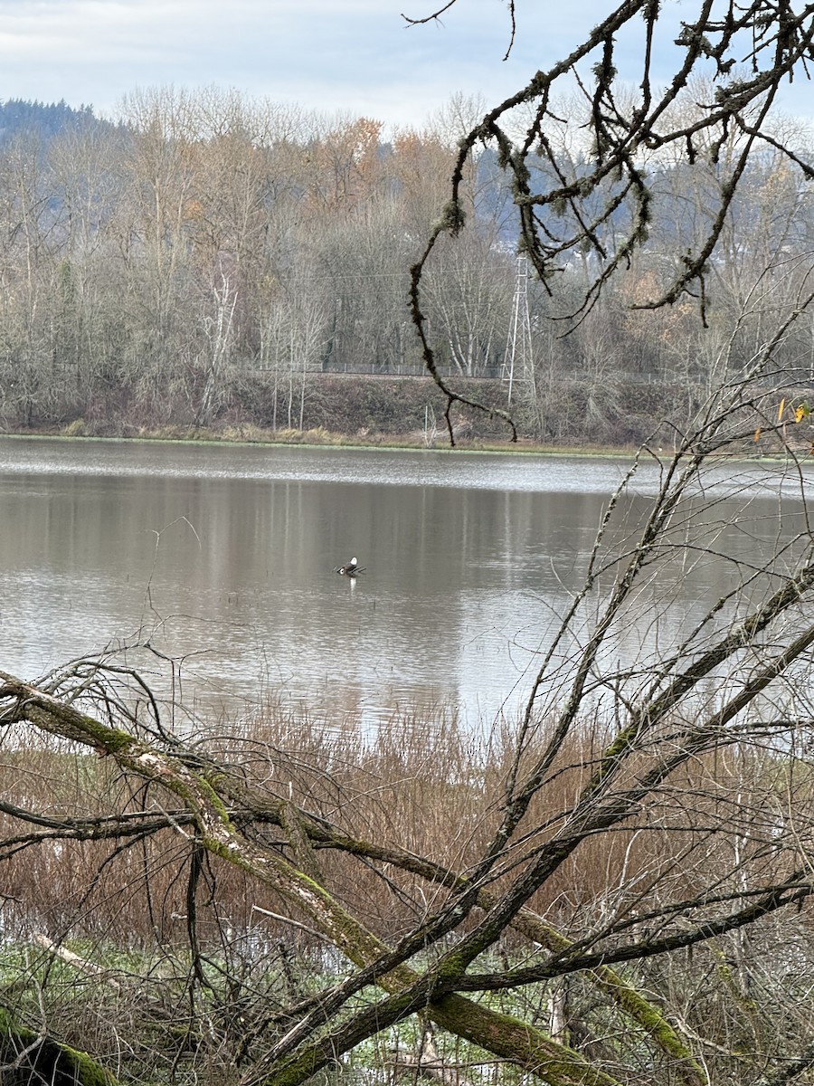 hvithodehavørn - ML646953962