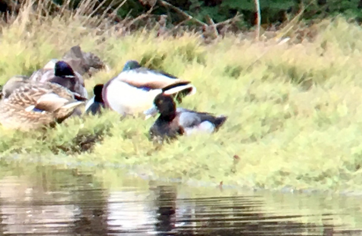 bergand - ML646953963