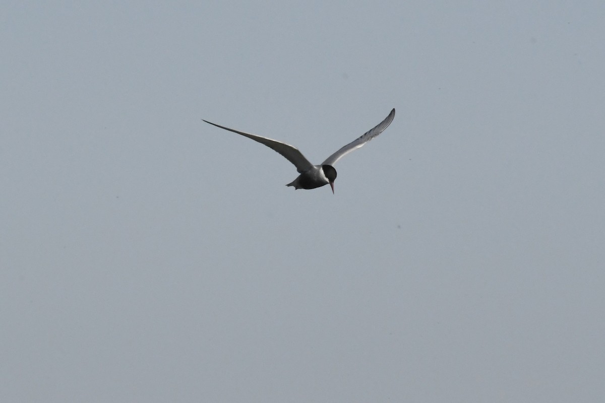 hvitkinnsvartterne - ML646953964