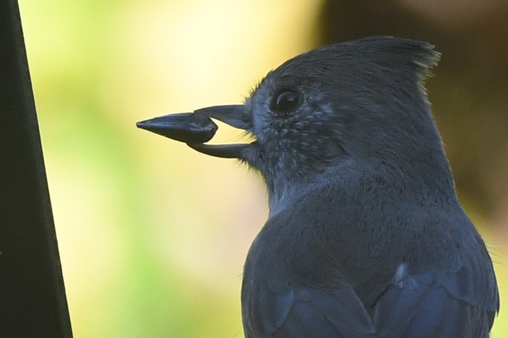 gråmeis - ML646953965