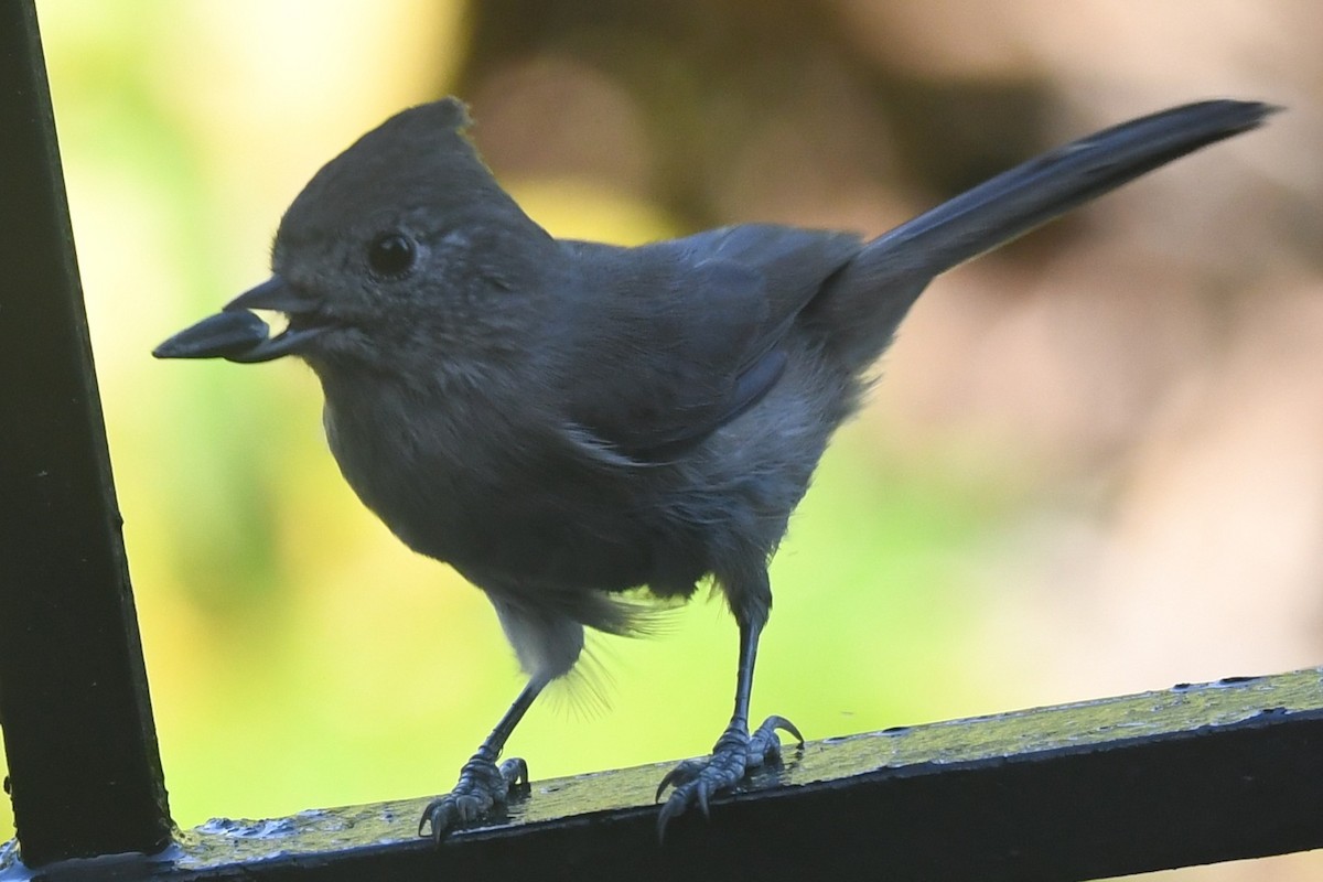 gråmeis - ML646953966