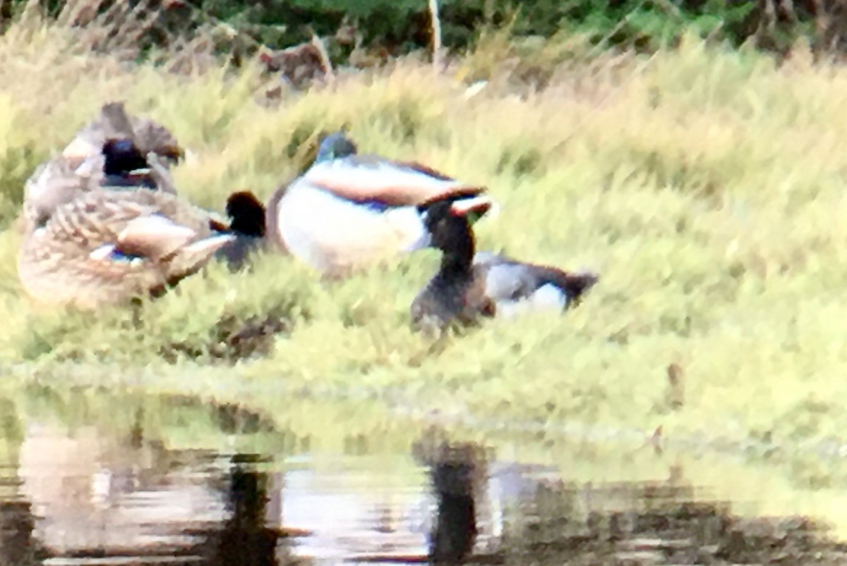 bergand - ML646953967