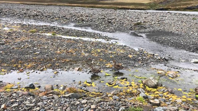 Yellow-billed Pintail - ML646953968