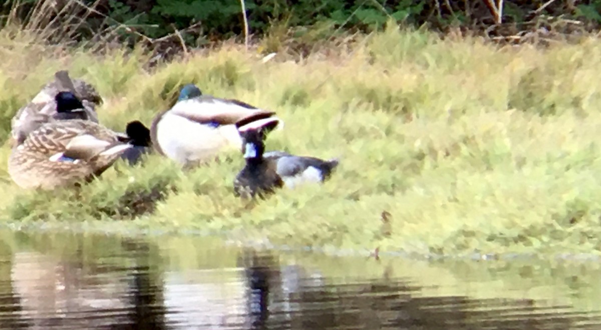 bergand - ML646953969