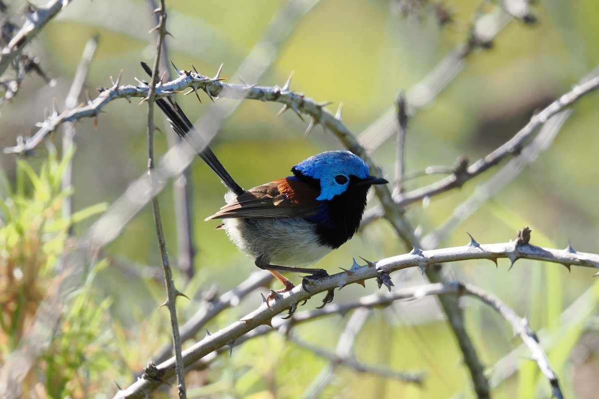 svartbrystalvesmett - ML646953970