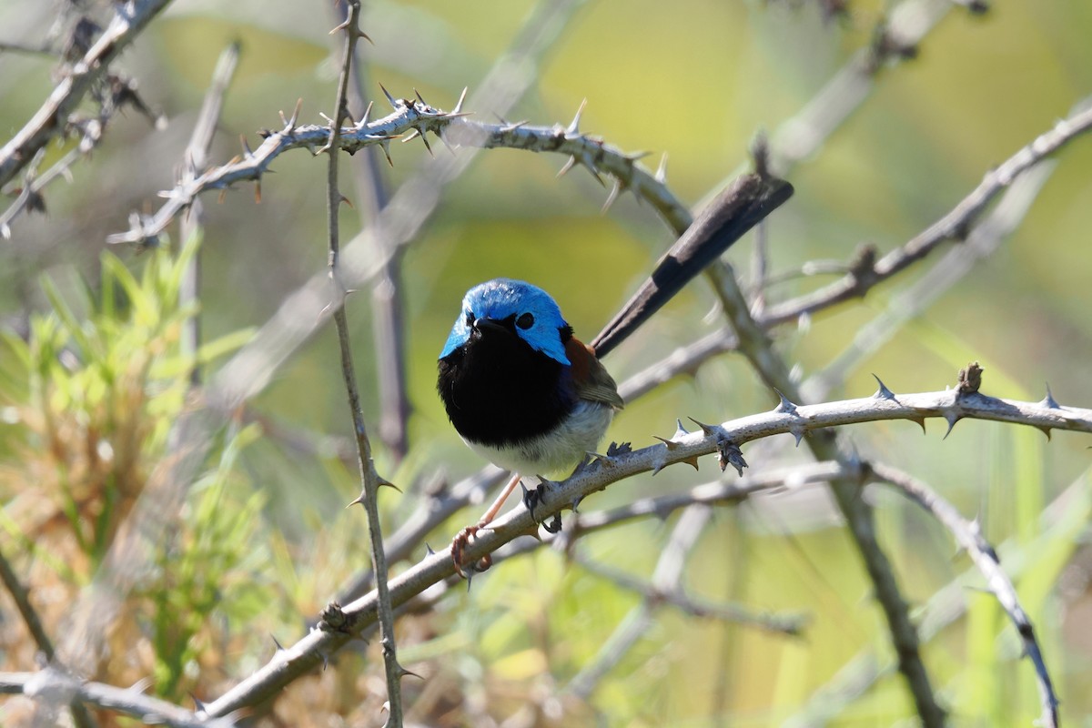 svartbrystalvesmett - ML646953971