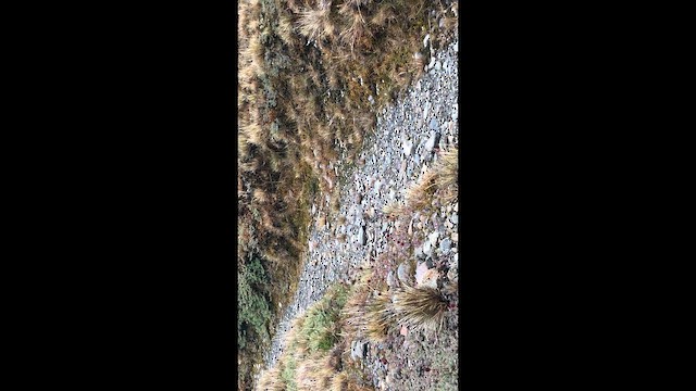 South Georgia Pipit - ML646953972