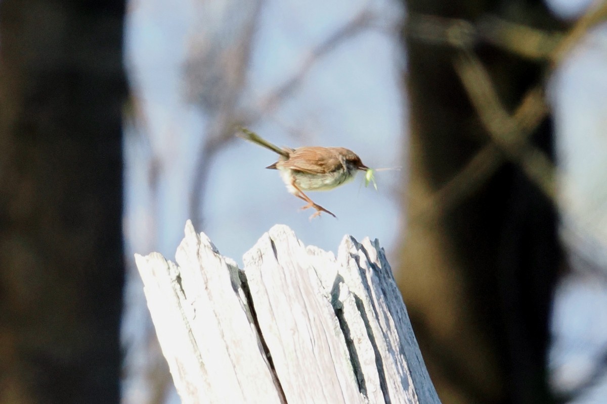 blåalvesmett - ML646953973