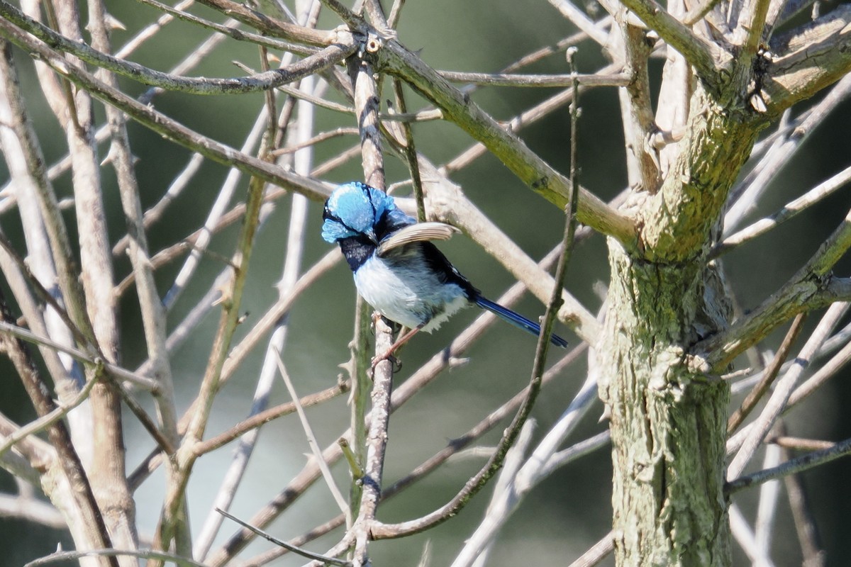 blåalvesmett - ML646953974