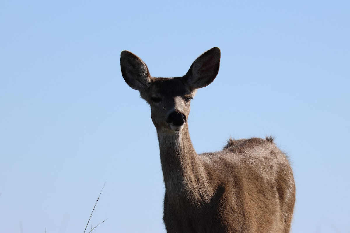 Amerikahirsche - ML646953993