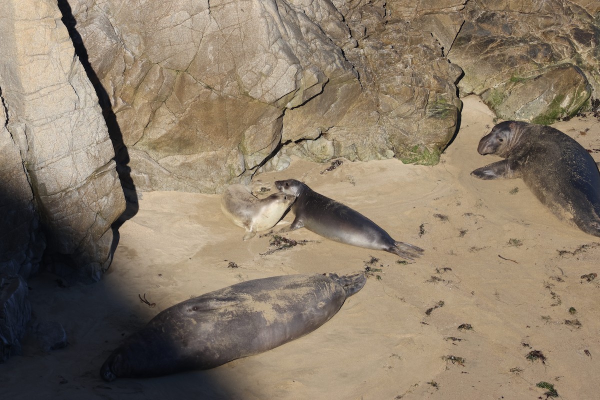 Seeelefanten - ML646953994