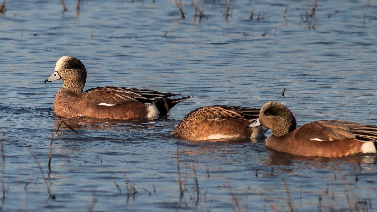 Amerika Fiyusu - ML646953995