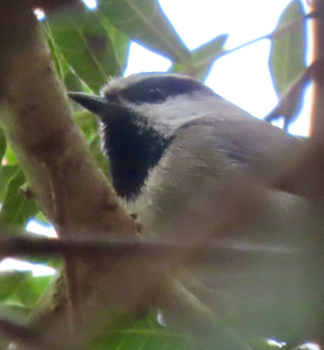 Mountain Chickadee - ML646953996