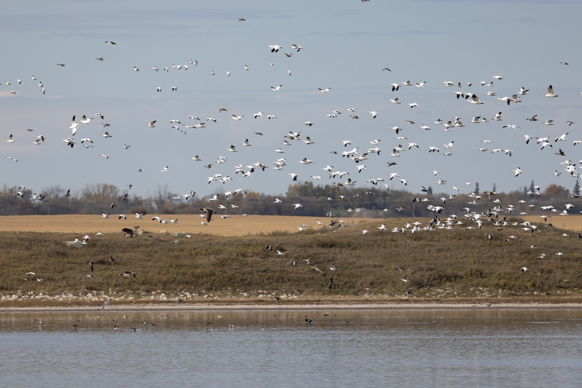 Snow Goose - ML646953998