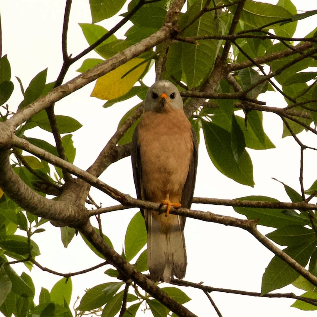 Variable Goshawk - ML646954015