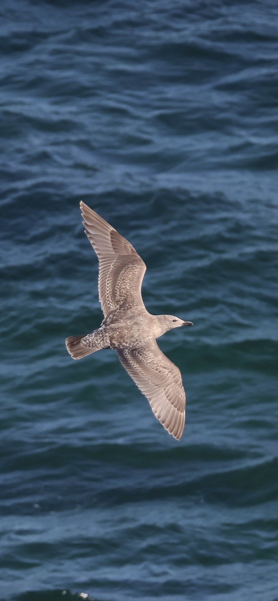 Beringmöwe - ML646954016