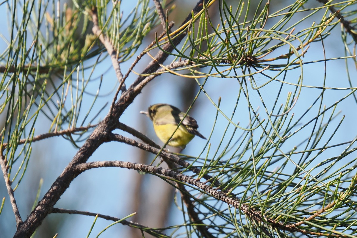 Yellow Thornbill - ML646954018