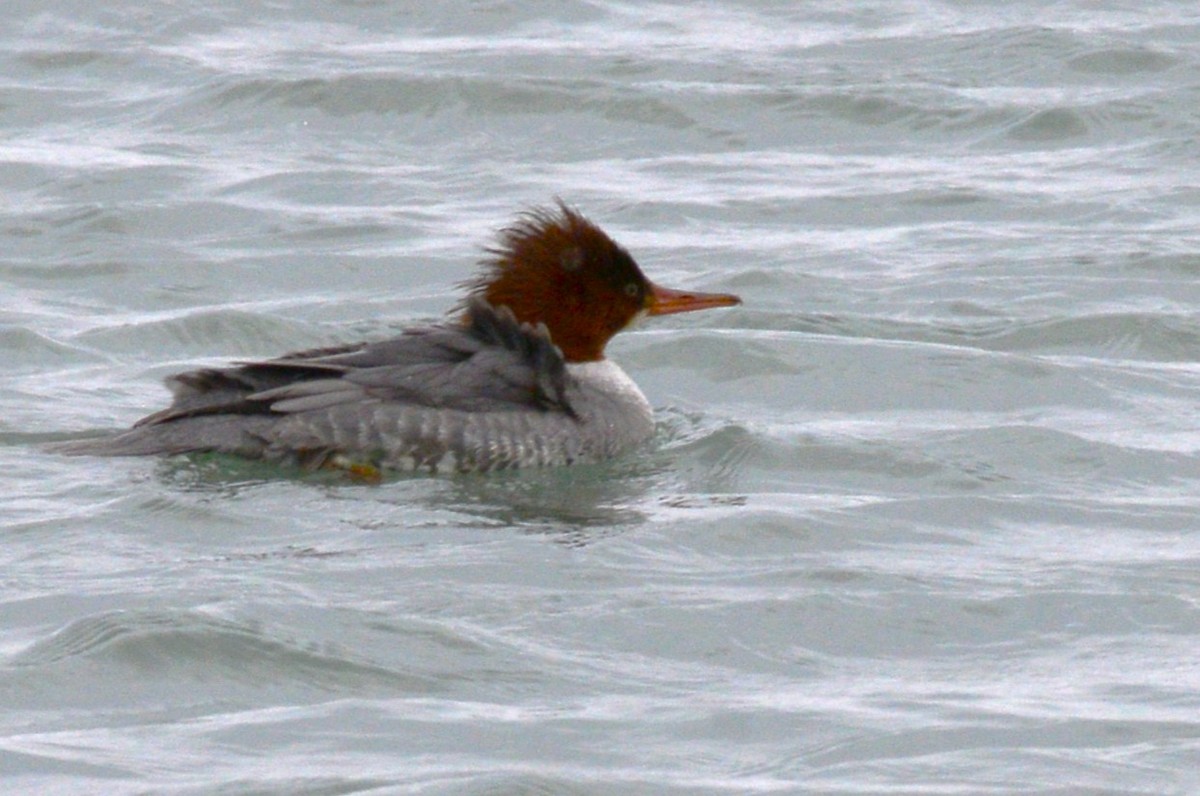Common Merganser - ML646954020