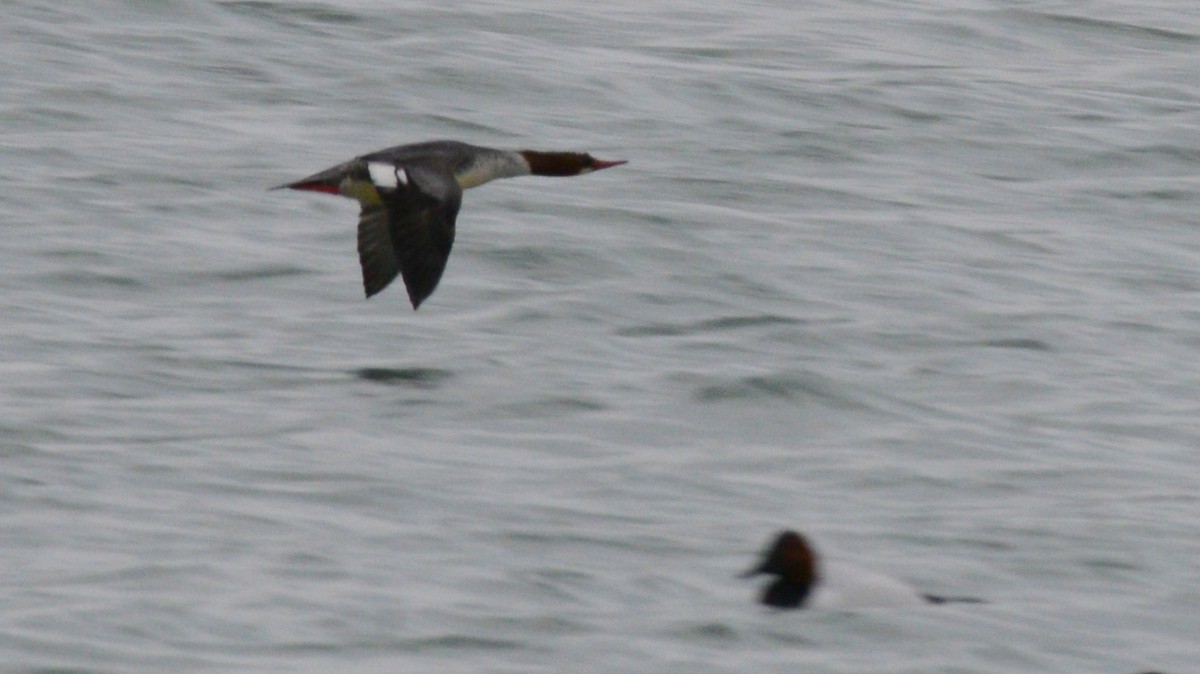 Common Merganser - ML646954021