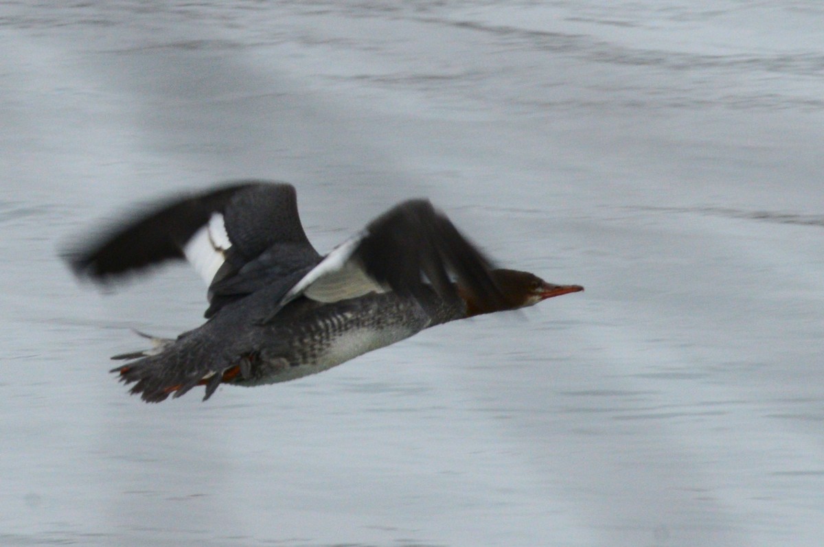 Common Merganser - ML646954022