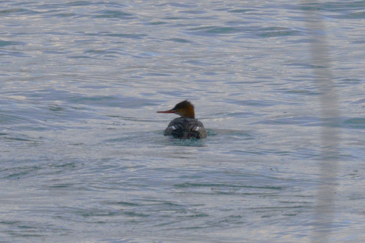 Common Merganser - ML646954023