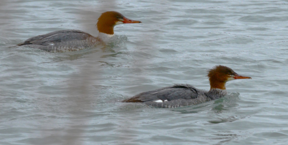 Common Merganser - ML646954024