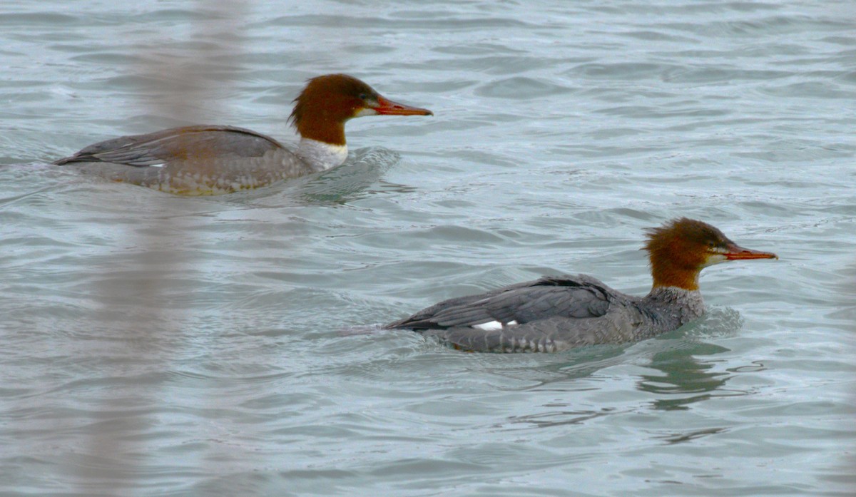 Common Merganser - ML646954025