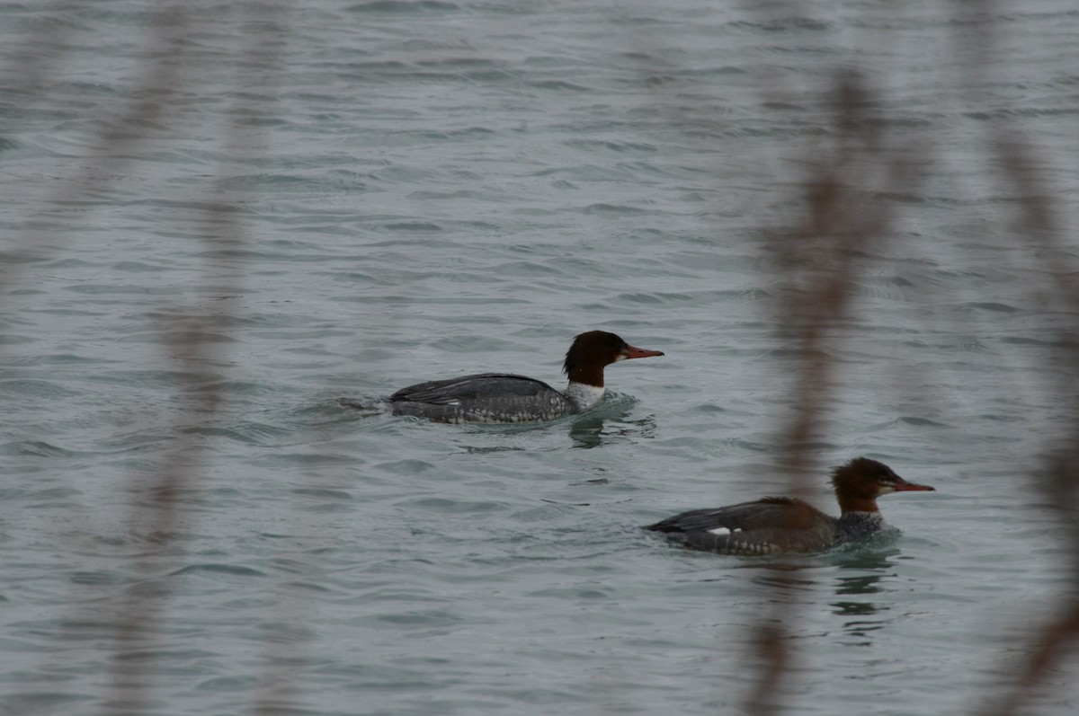 Common Merganser - ML646954026