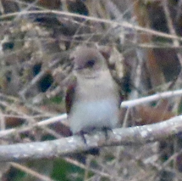 Northern Rough-winged Swallow - ML646954028
