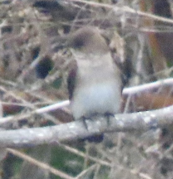 Northern Rough-winged Swallow - ML646954029