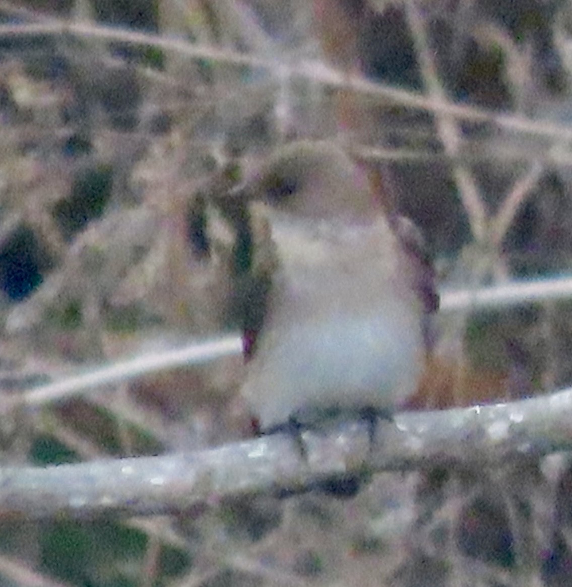 Northern Rough-winged Swallow - ML646954030