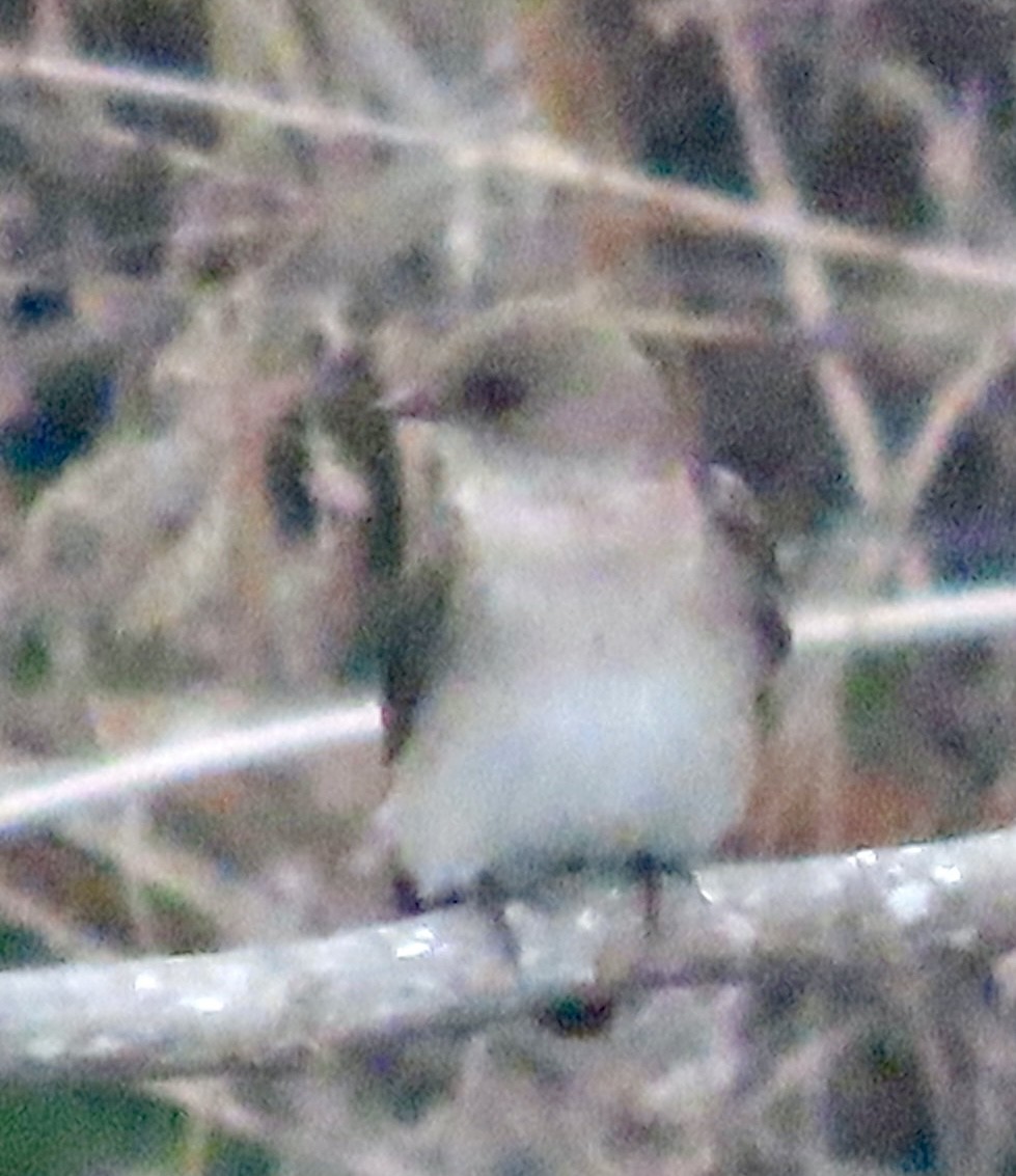 Northern Rough-winged Swallow - ML646954031