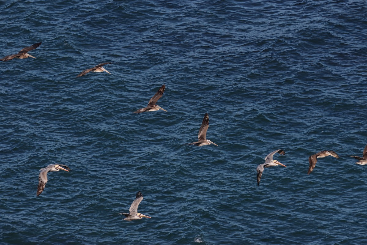 Braunpelikan - ML646954033