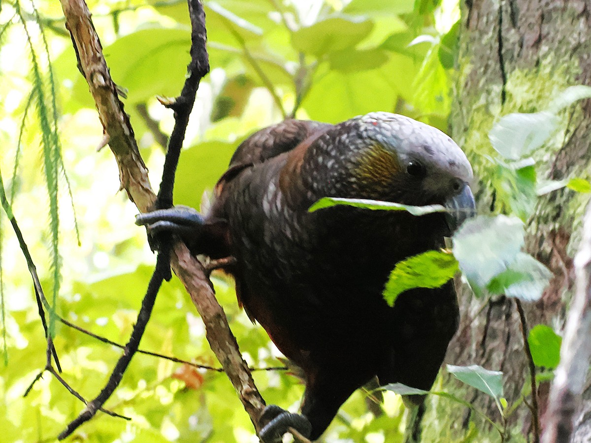 New Zealand Kaka - ML646954034