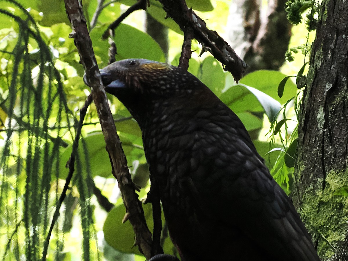 New Zealand Kaka - ML646954035