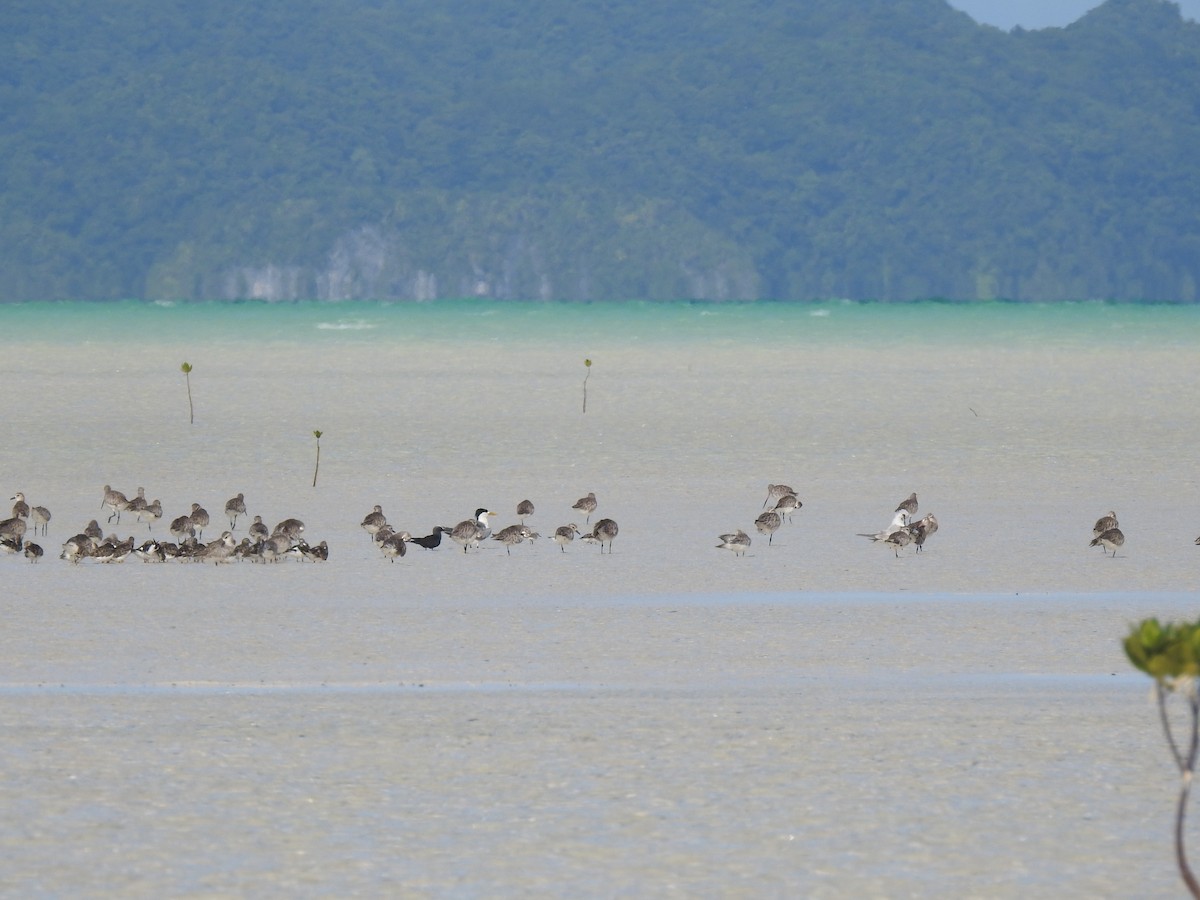 Bar-tailed Godwit - ML646954036