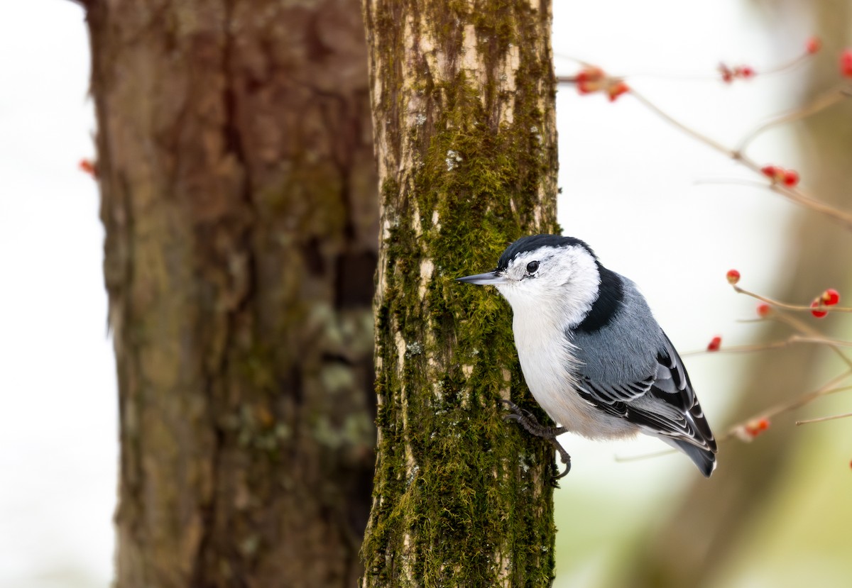 White-breasted Nuthatch - ML646954037