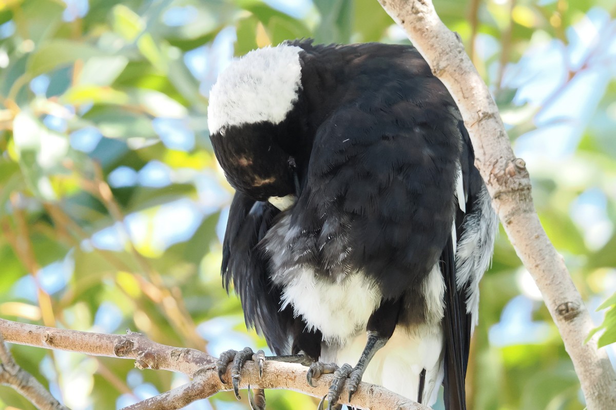 Australian Magpie - ML646954038