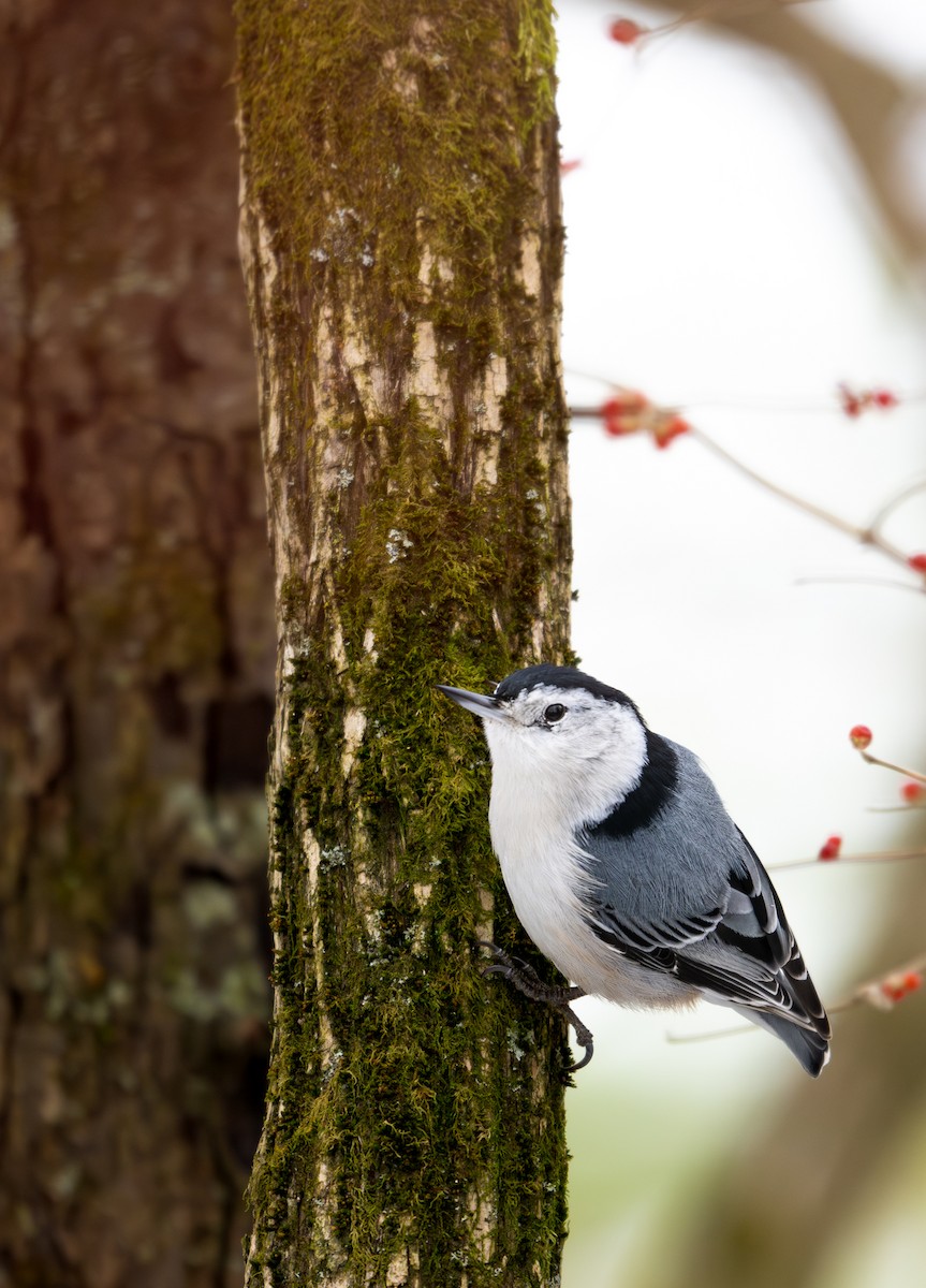 White-breasted Nuthatch - ML646954039