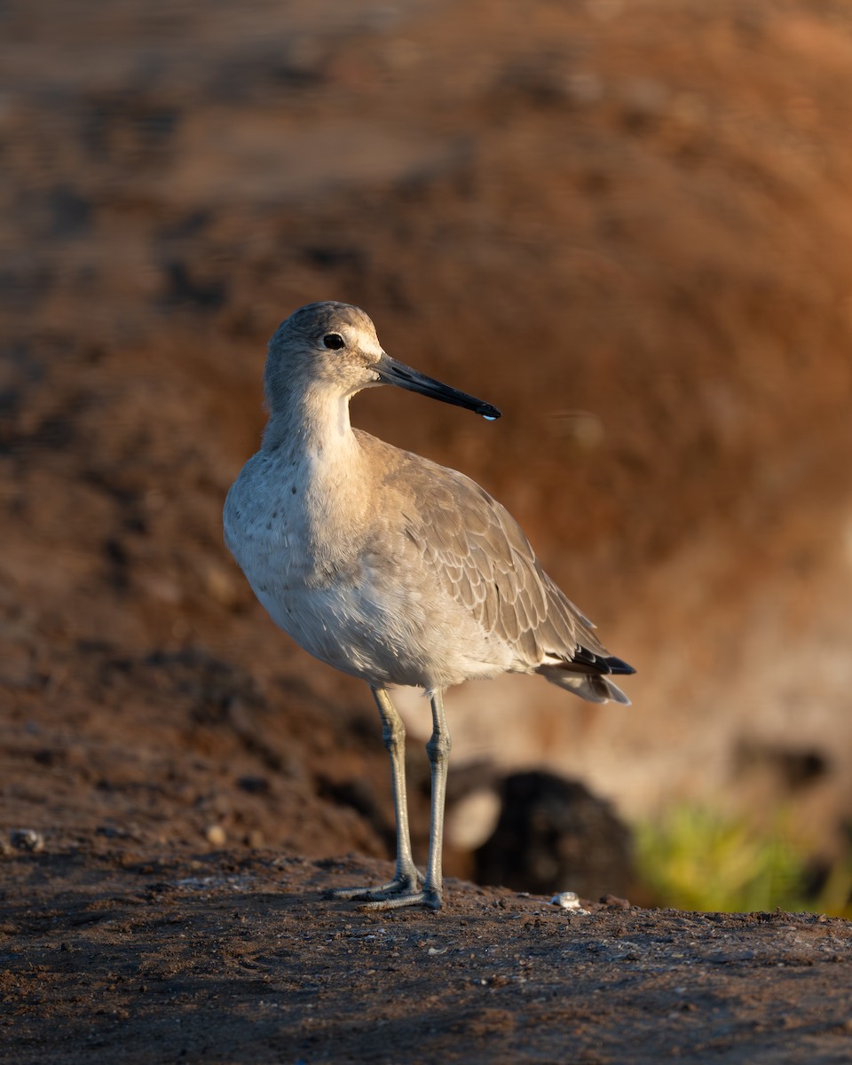 Willet - ML646954040