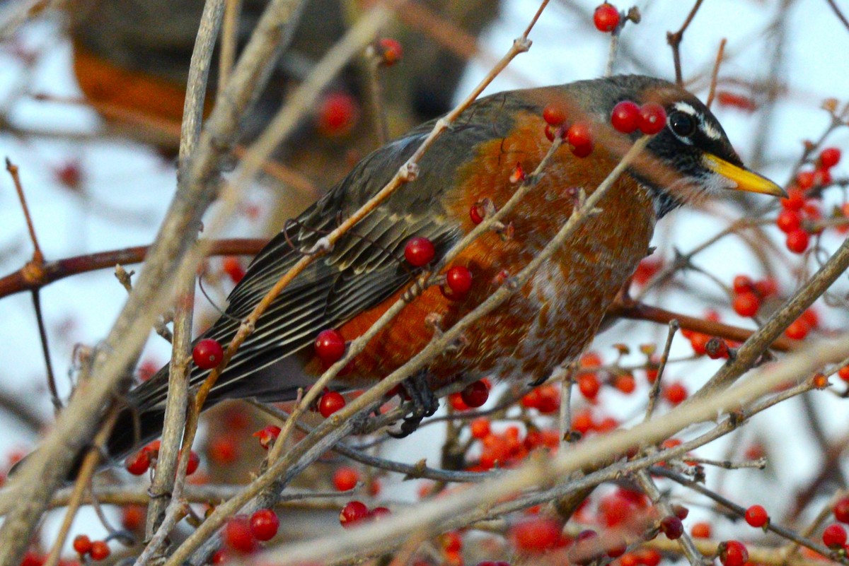 American Robin - ML646954041