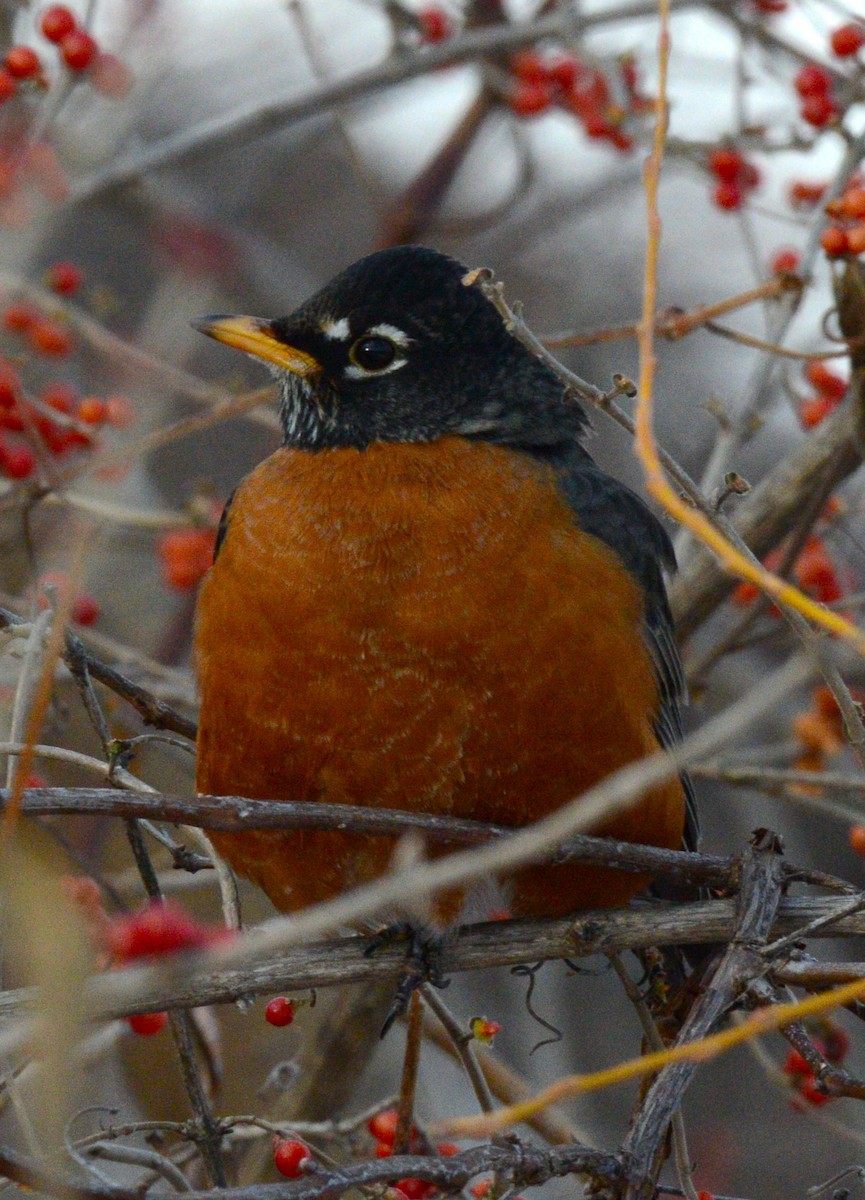 American Robin - ML646954042