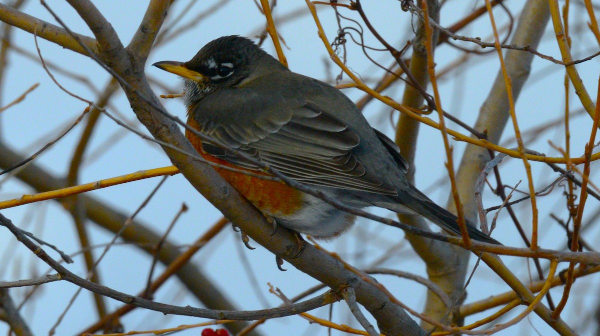 American Robin - ML646954043