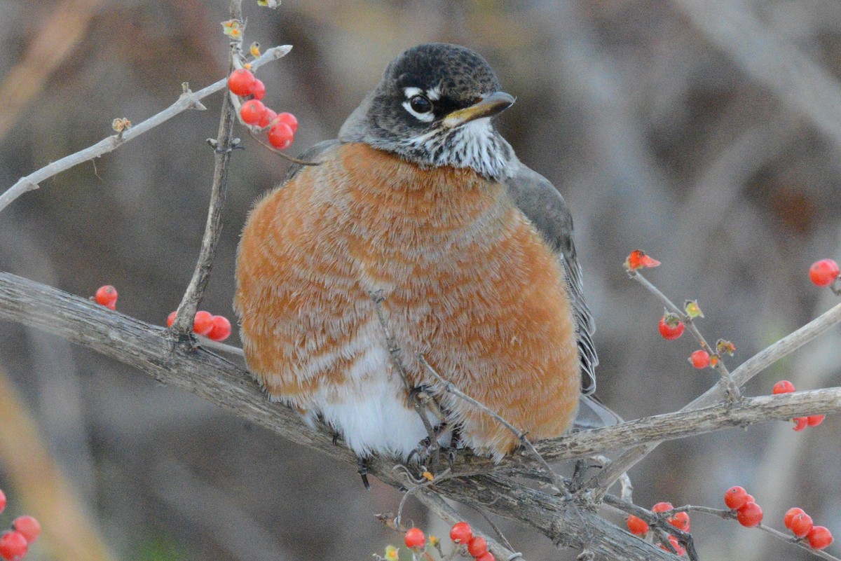 American Robin - ML646954044