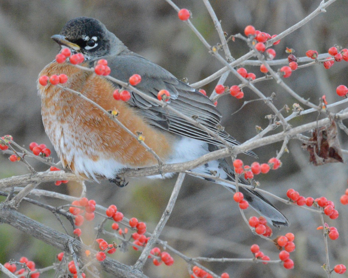 American Robin - ML646954045